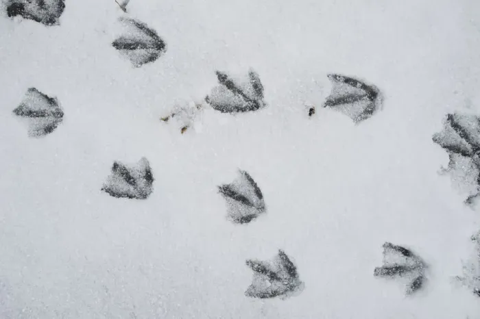 Framed Print : Canada Goose (Branta canadensis) tracks in snow, Alaska Framed Print : Canada Goose (Branta canadensis) tracks in snow, Alaska