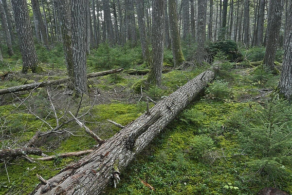 Canadian Hemlock (Tsuga canadensis) old growth grove, Kejimkujik National Park, Nova Scotia