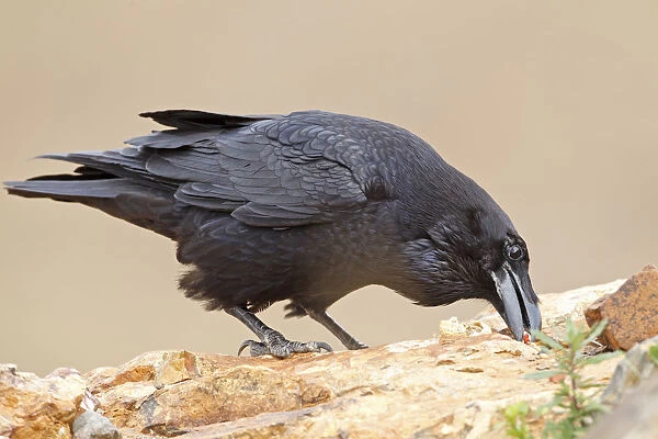 Canary Island Raven (Corvus corax tingitanus), Canary Islands, Spain