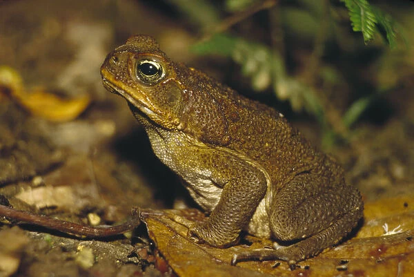 Cane Toad (Bufo marinus) camouflaged on forest floor, Costa Rica