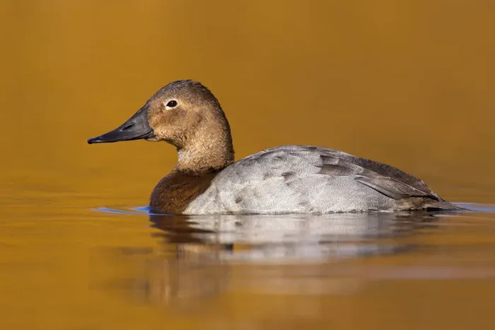 Framed Print : Canvasback (Aythya valisineria) female, British Columbia, Canada Framed Print : Canvasback (Aythya valisineria) female, British Columbia, Canada