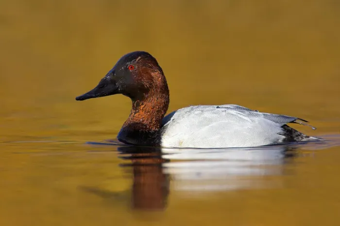 Framed Print : Canvasback (Aythya valisineria) male, British Columbia, Canada Framed Print : Canvasback (Aythya valisineria) male, British Columbia, Canada