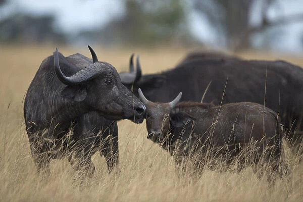 Cape Buffalo (Syncerus caffer) mother and calf, Queen Elizabeth National Park, Uganda