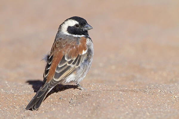 Cape Sparrow (Passer melanurus) male, Hardap, Namib-Naukluft National Park, Namibia