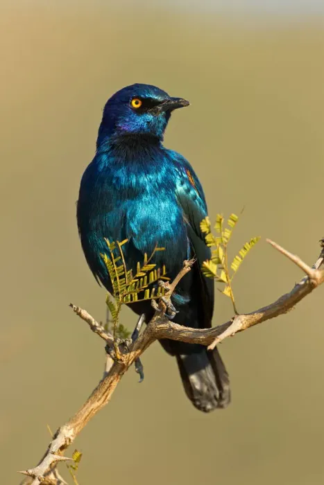 Framed Print : Cape Starling (Lamprotornis nitens), Kruger Park, South Africa Framed Print : Cape Starling (Lamprotornis nitens), Kruger Park, South Africa