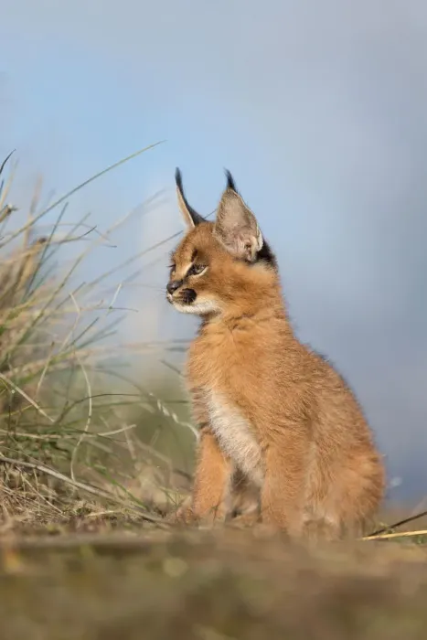Framed Print : Caracal (Caracal caracal) cub sitting on the floor and observing, Castile-La Mancha