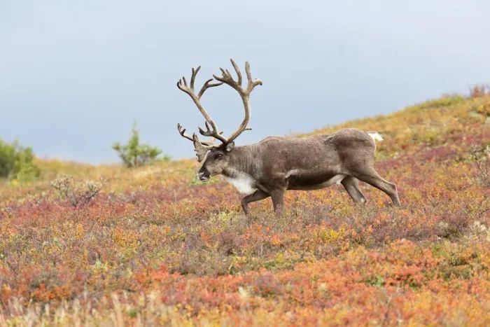 Framed Print : Caribou (Rangifer tarandus) bull walking on tundra, Denali National Park and Preserve, Alaska, United States Framed Print : Caribou (Rangifer tarandus) bull walking on tundra, Denali National Park and Preserve, Alaska, United States