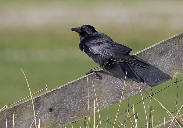 Carrion Crow (Corvus corone) on lookout, polder Arkemheen, The Netherlands