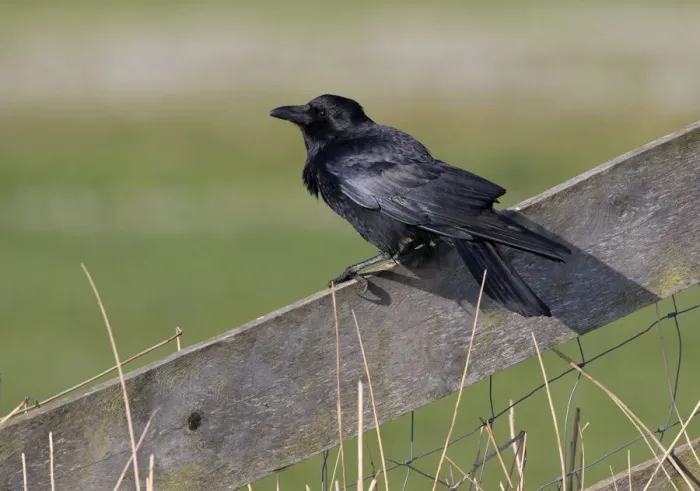 Framed Print : Carrion Crow (Corvus corone) on lookout, polder Arkemheen, The Netherlands Framed Print : Carrion Crow (Corvus corone) on lookout, polder Arkemheen, The Netherlands