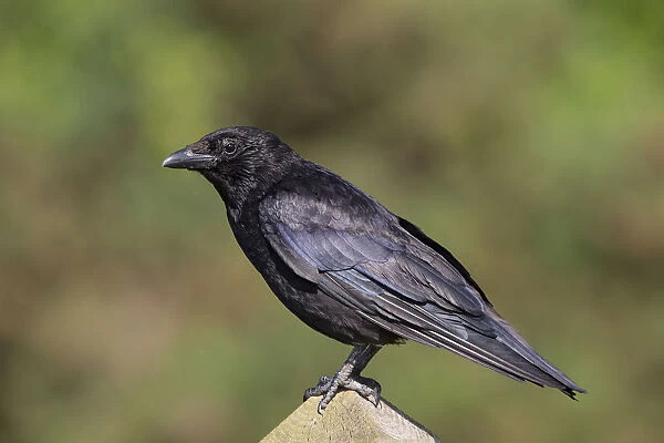 Carrion Crow (Corvus corone), Wales, United Kingdom