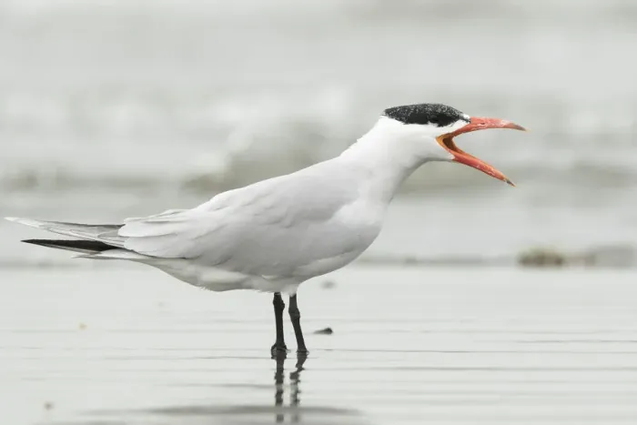 Framed Print : Caspian Tern (Hydroprogne caspia) calling, Gambia Framed Print : Caspian Tern (Hydroprogne caspia) calling, Gambia