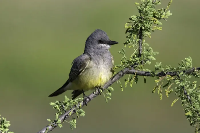 Framed Print : Cassins Kingbird (Tyrannus vociferans), Arizona, USA Framed Print : Cassins Kingbird (Tyrannus vociferans), Arizona, USA