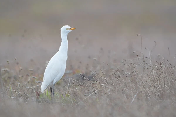 Cattle Egret (Bubulcus ibis) on the lookout in a dry field, Algarve, Portugal