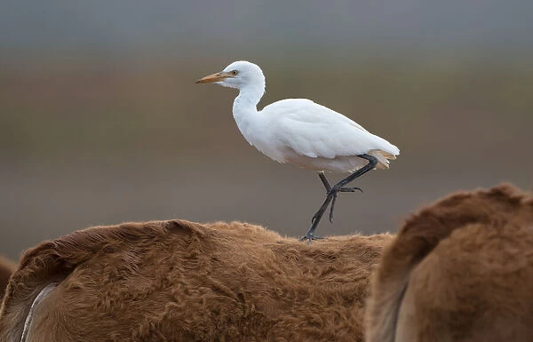 Cattle Egret (Bubulcus ibis) walking on the back of a cow, Algarve, Portugal