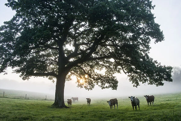 Cattle (Hereford breed) under oak tree (Quercus robur) in pasture at dawn, Ashdown Forest, Sussex, United Kingdom
