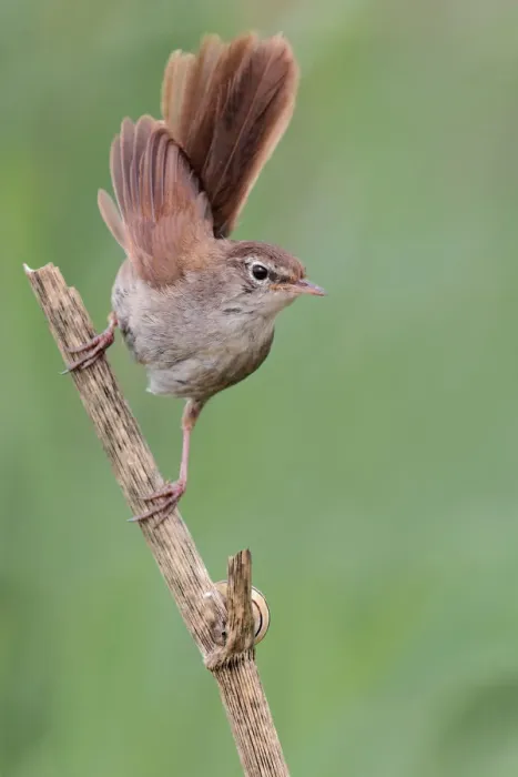 Framed Print : Cettis Warbler (Cettia cetti), Catalonia, Spain