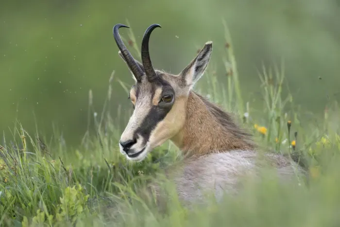 Framed Print : Chamois (Rupicapra rupicapra) adult lying in alpine meadow, France Framed Print : Chamois (Rupicapra rupicapra) adult lying in alpine meadow, France