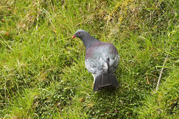 Chatham Pigeon (Hemiphaga chathamensis), Chatham Island, New Zealand
