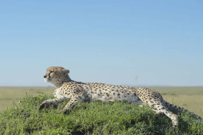 Framed Print : Cheetah (Acinonix jubatus) lying down on hill in Savanna, Msai Mara National Reserve Framed Print : Cheetah (Acinonix jubatus) lying down on hill in Savanna, Msai Mara National Reserve