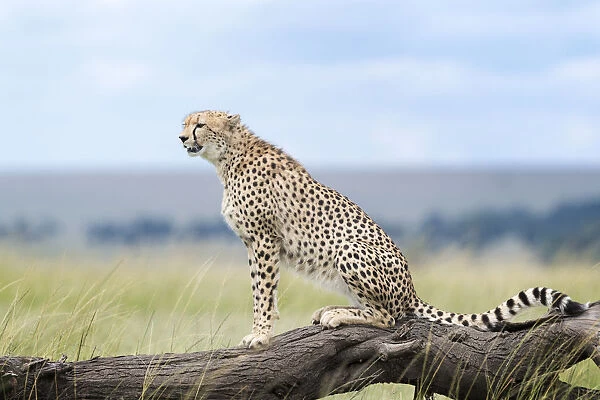 Cheetah (Acinonix jubatus) sitting on fallen tree, Maasai Mara National Reserve, Kenya