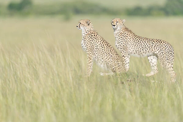 Two Cheetah (Acinonix jubatus) standing on the look out at savanna