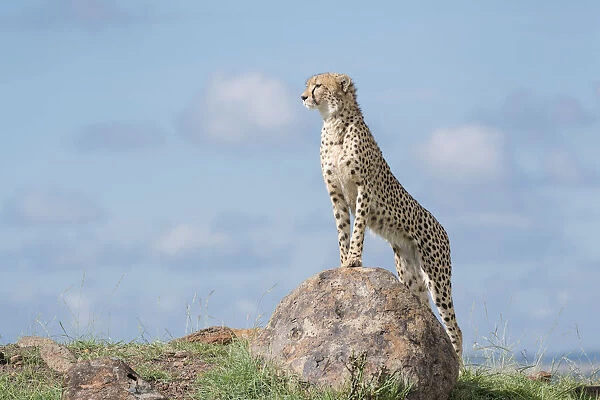 Cheetah (Acinonix jubatus) standing on a rock, looking over savanna