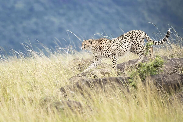 Cheetah (Acinonix jubatus) walking on rocks, Msai Mara National Reserve, Kenya
