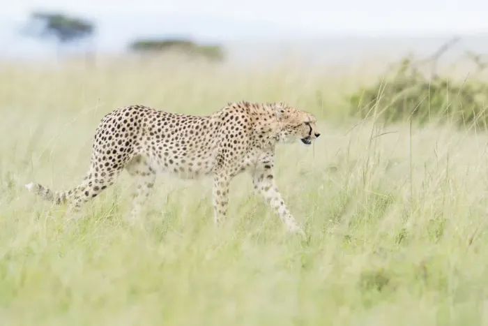 Framed Print : Cheetah (Acinonix jubatus) walking through tall grass on savanna Framed Print : Cheetah (Acinonix jubatus) walking through tall grass on savanna