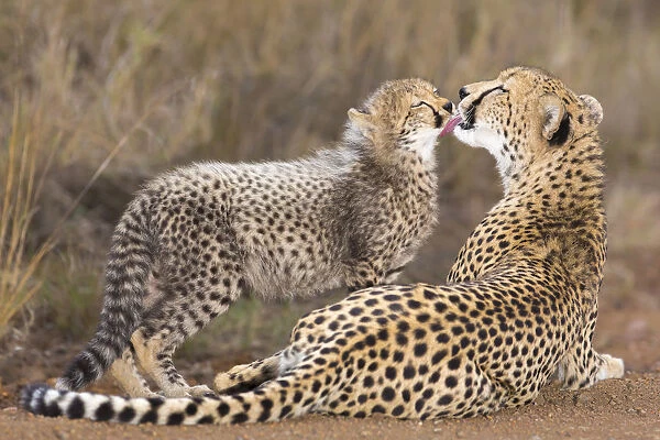 Cheetah (Acinonyx jubatis) mother cleaning the face of her cub, South Africa