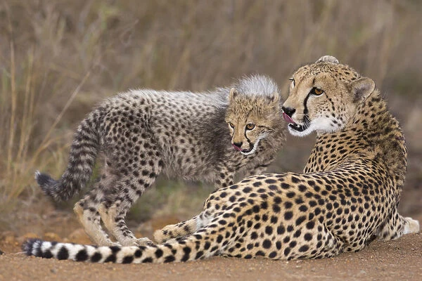 Cheetah (Acinonyx jubatis) mother and cub resting, South Africa, Kwazulu Natal