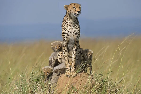 Cheetah (Acinonyx jubatus) adult with cubs, browsing the surroundings, Kenya