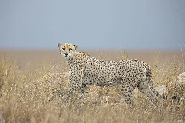 Cheetah (Acinonyx jubatus) adult male gazing towards the photographer on grassy plains