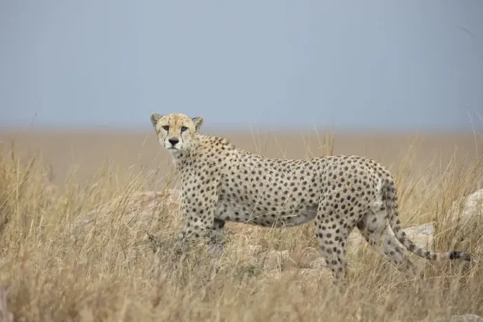 Framed Print : Cheetah (Acinonyx jubatus) adult male gazing towards the photographer on grassy plains Framed Print : Cheetah (Acinonyx jubatus) adult male gazing towards the photographer on grassy plains