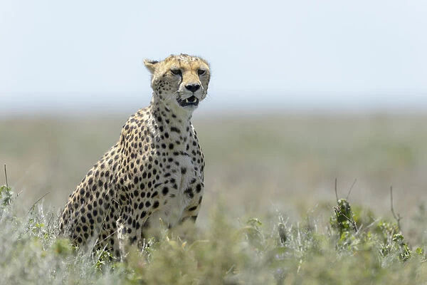 Cheetah (Acinonyx jubatus) adult sitting on savanna, on the lookout for prey