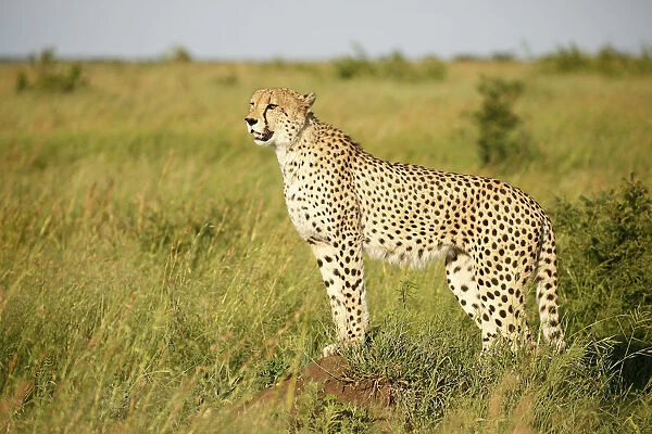 Cheetah (Acinonyx jubatus) adult standing in grassland scanning for prey