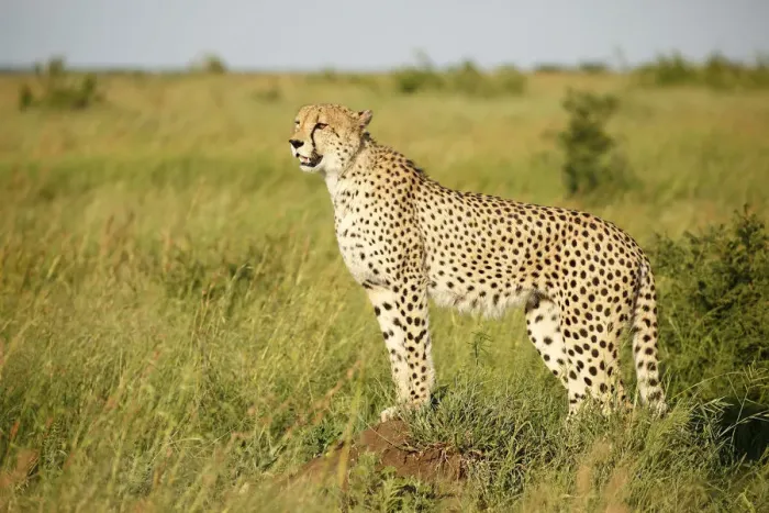 Framed Print : Cheetah (Acinonyx jubatus) adult standing in grassland scanning for prey Framed Print : Cheetah (Acinonyx jubatus) adult standing in grassland scanning for prey