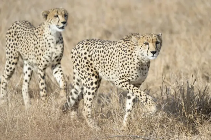 Framed Print : Two Cheetah (Acinonyx jubatus) brother and sister starting a hunt, South Africa Framed Print : Two Cheetah (Acinonyx jubatus) brother and sister starting a hunt, South Africa