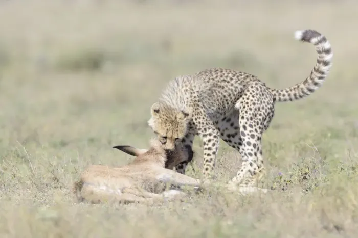 Framed Print : Cheetah (Acinonyx jubatus) cub killing a just by the mother hunted Blue Wildebeest Framed Print : Cheetah (Acinonyx jubatus) cub killing a just by the mother hunted Blue Wildebeest