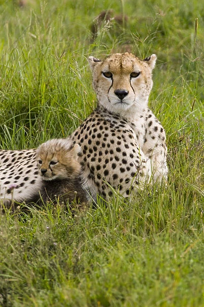Cheetah (Acinonyx jubatus) with cub laying in the grass, Ngorongoro Conservation Area
