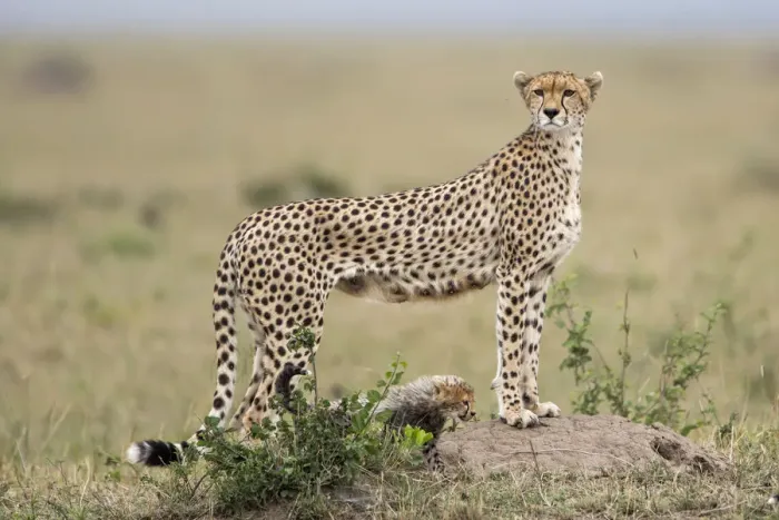 Framed Print : Cheetah (Acinonyx jubatus) with one cub looking over the savanna, Masai Mara National Reserve
