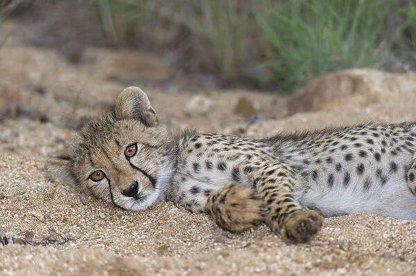 Cheetah (Acinonyx jubatus) cub resting in a small riverbed, South Africa, Mpumalanga