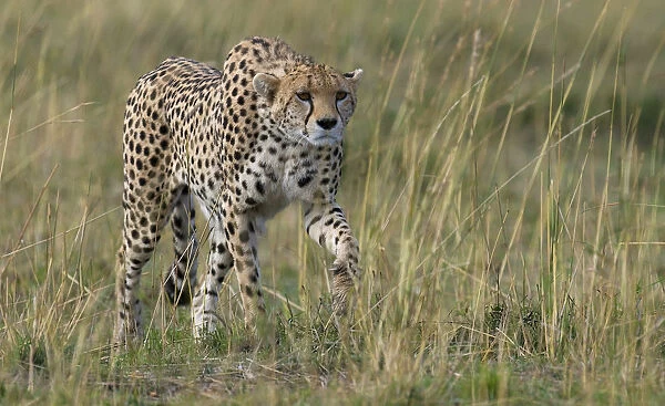 Cheetah (Acinonyx jubatus) hunting, Kenya, Masai Mara National Reserve