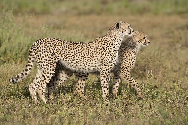 Cheetah (Acinonyx jubatus) and juvenile walking, Ngorongoro Conservation Area, Tanzania