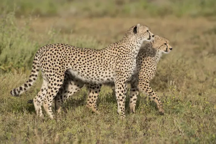 Framed Print : Cheetah (Acinonyx jubatus) and juvenile walking, Ngorongoro Conservation Area, Tanzania Framed Print : Cheetah (Acinonyx jubatus) and juvenile walking, Ngorongoro Conservation Area, Tanzania