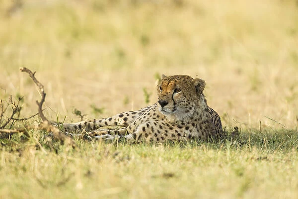 Cheetah (Acinonyx jubatus) laying in the shadow, Kenya, Masai Mara National Reserve