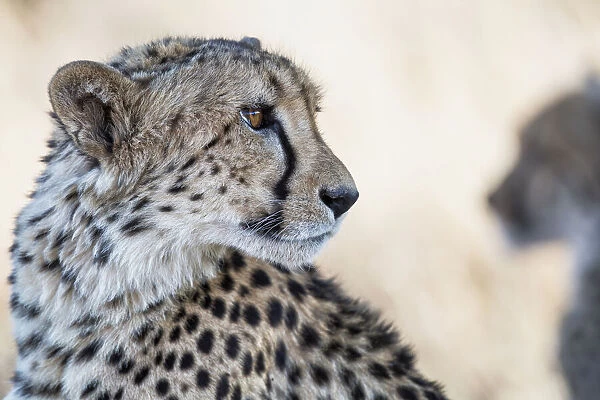 Cheetah (Acinonyx jubatus) looking around, Tiger Canyons GR, Free State, Sout Africa