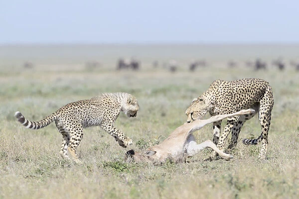 Cheetah (Acinonyx jubatus) mother with cub dragging a just killed Blue Wildebeest
