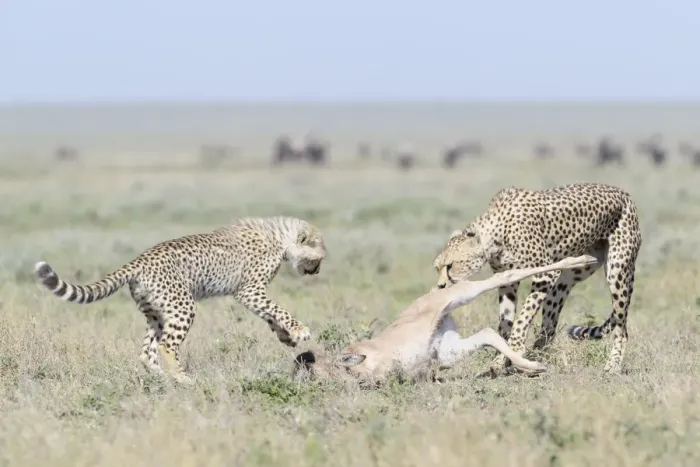 Framed Print : Cheetah (Acinonyx jubatus) mother with cub dragging a just killed Blue Wildebeest Framed Print : Cheetah (Acinonyx jubatus) mother with cub dragging a just killed Blue Wildebeest