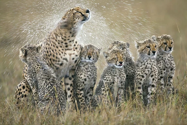 Cheetah (Acinonyx jubatus) mother with her six cubs shaking rain-drenched fur