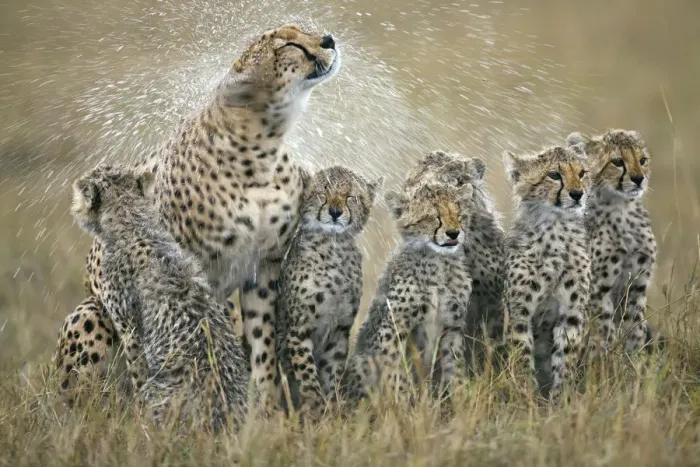 Framed Print : Cheetah (Acinonyx jubatus) mother with her six cubs shaking rain-drenched fur Framed Print : Cheetah (Acinonyx jubatus) mother with her six cubs shaking rain-drenched fur